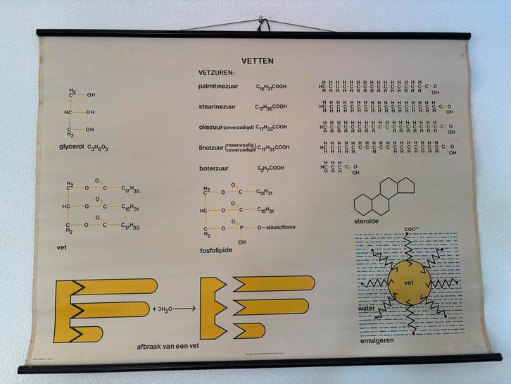Vintage Schoolplaat - Vetten - J. Verhave & Zn., Antiek en Kunst, Antiek | Schoolplaten, Natuur en Biologie, Ophalen of Verzenden