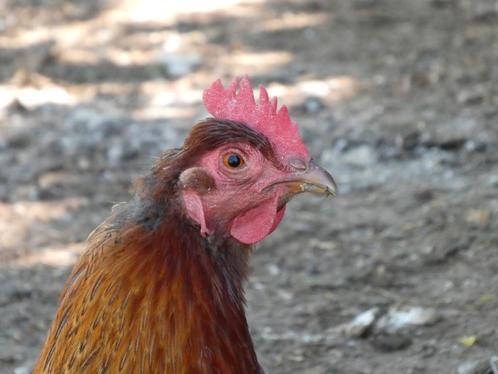 Last van bloedluis bij uw kippen?, Dieren en Toebehoren, Pluimvee, Kip, Vrouwelijk