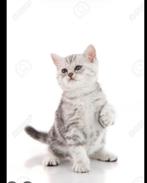 Gezocht: Amerikaanse Shorthair katertje, Dieren en Toebehoren, Katten en Kittens | Overige Katten, Poes