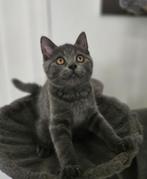 Mooie kruising kittens. 3/4 Britse korthaar, 1/4 Blauwe Rus, Meerdere dieren, Ontwormd, 0 tot 2 jaar