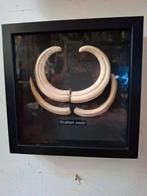 Opgezette.Taxidermie.Taxidermy. WRATTEN ZWIJN  slagtanden., Ophalen of Verzenden, Zo goed als nieuw, Wild dier