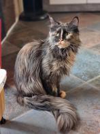 Fokkat te koop wegens stopzetting van de fokkerij, Dieren en Toebehoren, Poes