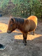 Shetlanderpony hengst bruin, Dieren en Toebehoren, Pony's, Hengst, A pony (tot 1.17m), Onbeleerd, Gechipt
