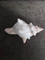 Mooie decoratieve schelp, Ophalen of Verzenden, Gebruikt