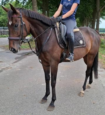 Superbrave 5 jr allrounder  ca 1,62 (recreatie-manege-sport) beschikbaar voor biedingen