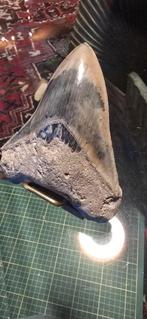 Megalodon xx tand, Ophalen of Verzenden, Mineraal