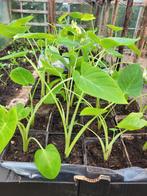Tayerblad, Tuin en Terras, Planten | Tuinplanten, Ophalen of Verzenden, Zomer, Overige soorten, Volle zon