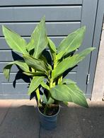 Canna, Tuin en Terras, Planten | Tuinplanten, Ophalen, Zomer, Overige soorten, Volle zon