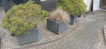 6 Plantenbakken - Steenlook beschikbaar voor biedingen