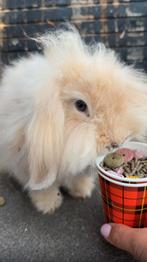 Teddywidder voedster (geel siam), Vrouwelijk, Middelgroot, Hangoor, 0 tot 2 jaar