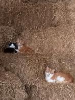 Jonge boerderij katten te koop