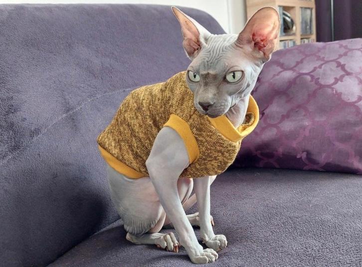 Warme Trui Sphynx Rex kat kitten Handmade kattenkleding Poes, Dieren en Toebehoren, Katten-accessoires, Nieuw, Ophalen of Verzenden