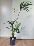 Howea Forsteriana - Kentiapalm H: 100 cm., Ophalen, 100 tot 150 cm, Palm, Halfschaduw
