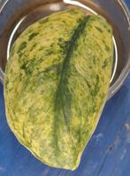 Scindapsus hologram, Ophalen of Verzenden, Halfschaduw, Minder dan 100 cm