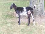 te koop gecastreerde bokken, Dieren en Toebehoren, Schapen, Geiten en Varkens, Vrouwelijk, Geit