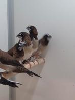 Japanse meeuwen, Dieren en Toebehoren, Vogels | Overige Vogels, Meerdere dieren, Tropenvogel, Geringd