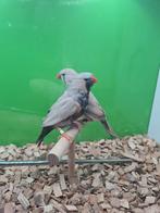 Te koop koppel charcoal Bleekrug man 2024
Pop split charcoal, Dieren en Toebehoren, Meerdere dieren