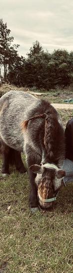Gezocht: Stalling Shetlander Bollenstreek, Dieren en Toebehoren, Stalling en Weidegang, Weidegang