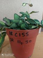 Hoya sp aff burtoniae variegata potmaat 12 nr C155 reclame, Overige soorten, Minder dan 100 cm, Ophalen of Verzenden, Halfschaduw