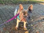 Lief Franse Bulldog teefje, Dieren en Toebehoren, Rabiës (hondsdolheid), Teef, Bulldog, Eén hond