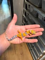 1.0 pet only luipaardgekko, Hagedis