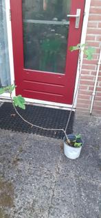 Vijgen  plant, Tuin en Terras, Ophalen of Verzenden, Minder dan 100 cm