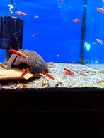 Nannostomus morthenthaleri