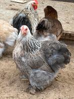 Cochin kriel, Dieren en Toebehoren, Pluimvee, Meerdere dieren, Kip