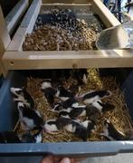 Mooie jonge ratjes te koop!, Dieren en Toebehoren, Knaagdieren, Augustus, Meerdere dieren, Rat