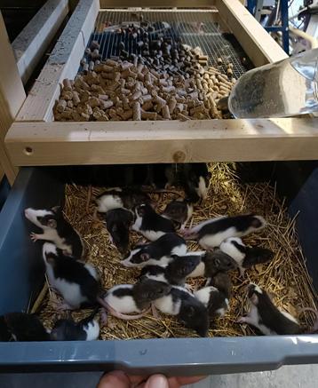 Mooie jonge ratjes te koop! beschikbaar voor biedingen