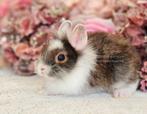 DE ENIGE ECHTE MINI LOFFELOHR KONIJNTJES, Dieren en Toebehoren, Konijnen, Meerdere dieren, Klein, 0 tot 2 jaar