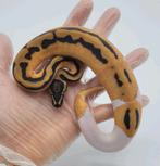 1.0 Orange Dream Pied het Clown           ball python regius, Dieren en Toebehoren, Slang, 0 tot 2 jaar