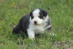 Schattige Australian Shepherd Puppy Tri Color, Dieren en Toebehoren, Honden | Herdershonden en Veedrijvers, CDV (hondenziekte)