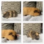 Cavia beren koppel california, Dieren en Toebehoren, Oktober, Mannelijk, Cavia