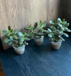 Vetplanten stekjes, Ophalen of Verzenden, Zo goed als nieuw