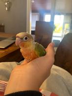 Te reserveren, pyrrhura, handtam, Dieren en Toebehoren, Vogels | Parkieten en Papegaaien, Geslacht onbekend, Parkiet