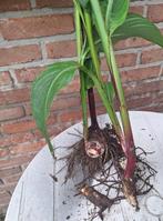 Canna indica bloemriet knollen rood 4 stengels, Ophalen of Verzenden, Volle zon, Knol