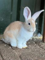 Vlaamse reus, Dieren en Toebehoren, Konijnen, Mannelijk, Groot