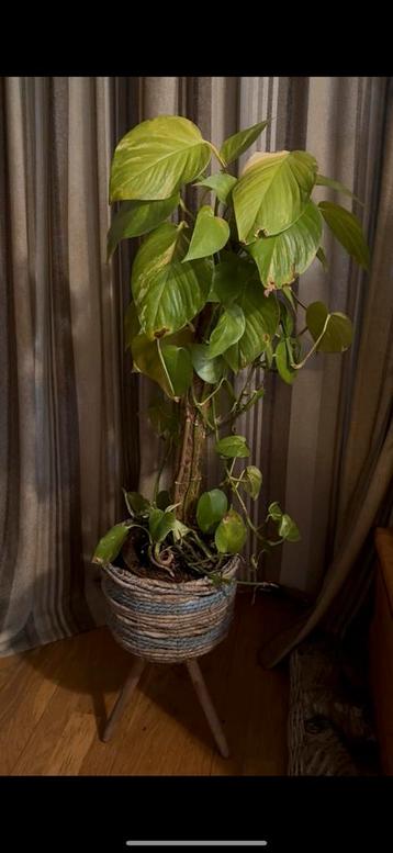 Groene jamerplanten en potten zie fotos en tekst !! beschikbaar voor biedingen