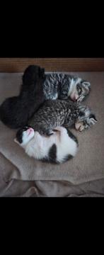 Kittens 10 weken, Dieren en Toebehoren, Katten en Kittens | Overige Katten, Poes