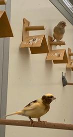 Kanaries te koop, Dieren en Toebehoren, Vogels | Kanaries, Mannelijk, Kleurkanarie