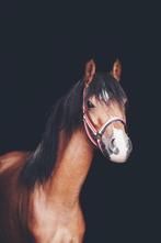 Mooie 4-jarige Welsh B merrie, Dieren en Toebehoren, Merrie