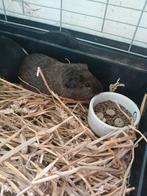 Hoi ik ben bop en ik wil ruilen voor een beetje, Cavia, Februari, Mannelijk, Tam