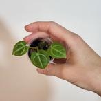 Anthurium crystallinum, Huis en Inrichting, Kamerplanten, Ophalen of Verzenden, Halfschaduw, Minder dan 100 cm