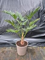 Palm, Trachycarpus WAGNERIANUS, winterhard, Tuin en Terras, Ophalen of Verzenden, Overige soorten, Volle zon