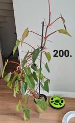 Philodendron red emerald, kamerplant, Huis en Inrichting, Kamerplanten, Ophalen of Verzenden