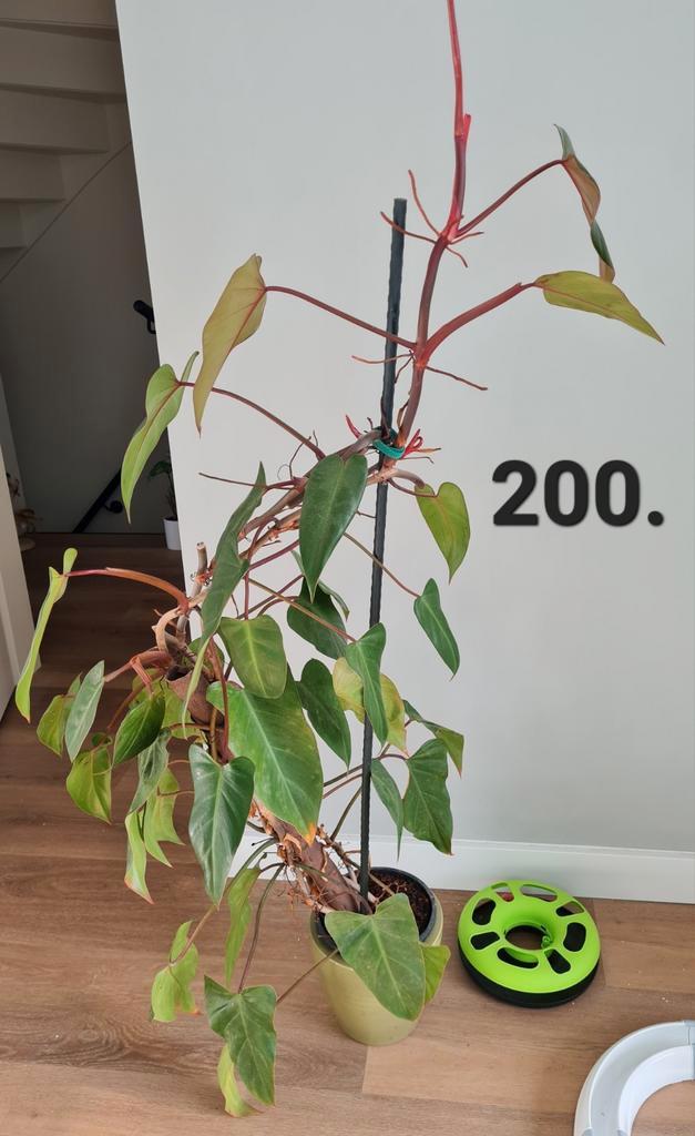 Philodendron red emerald, kamerplant, Huis en Inrichting, Kamerplanten, Ophalen of Verzenden