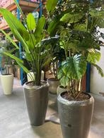 VAZEN EN POTTEN MET KUNSTBLOEMEN OLIJFBOOM TOT BANANEN BOOM, Bloeit niet, 250 tot 400 cm, Volle zon, In pot