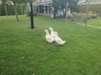 Twee Duitse peking eenden, Dieren en Toebehoren, Pluimvee, Mannelijk, Eend