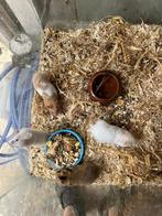 Jonge hamsters, Dieren en Toebehoren, Juli, Meerdere dieren, Hamster
